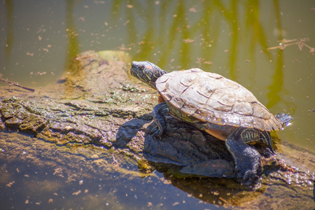 turtle at the pond on a log. backgroundの写真素材
