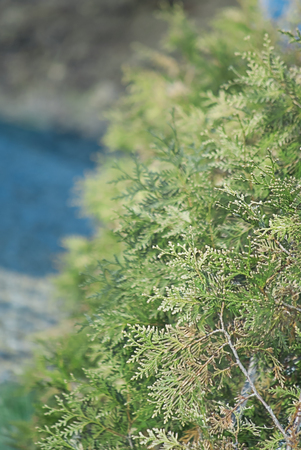 brunch of evergreen treeの写真素材