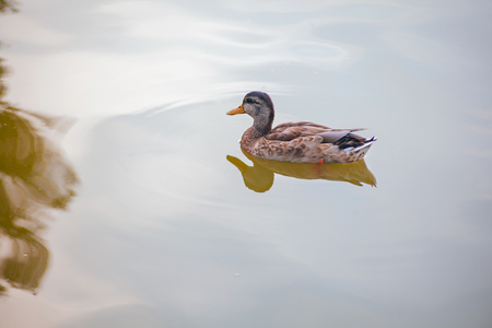 wild duck by the water. outdoorsの写真素材