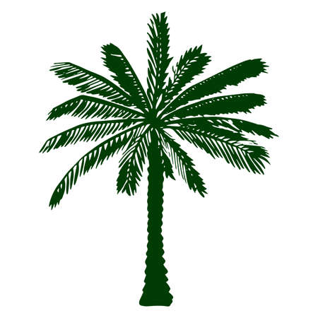 Illustration of colored palm tree silhouette in doodle style for design, website, background, banner.Hand drawing floral on beach. Travel and vacation ink element templateの写真素材