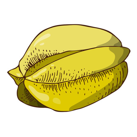 Colored Illustration with the images of carambola. Contour fruit logo or icon for your design. Doodle styleの写真素材