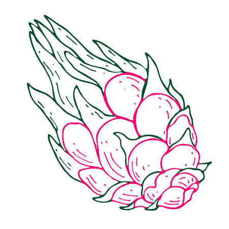 Outline Illustration with the images of pitahaya.Contour fruit logo or icon for your design. Doodle styleの写真素材