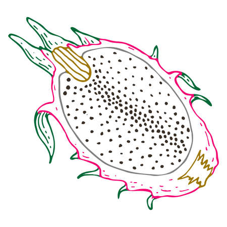 Outline Illustration with the images of pitahaya.Contour fruit logo or icon for your design. Doodle styleの写真素材
