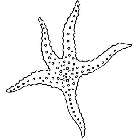 hand drawn starfish illustration in doodle styleの写真素材