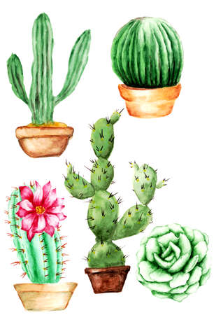 Watercolor blooming pink cactus and green cacti set. Hand drawn plant illustrationの写真素材
