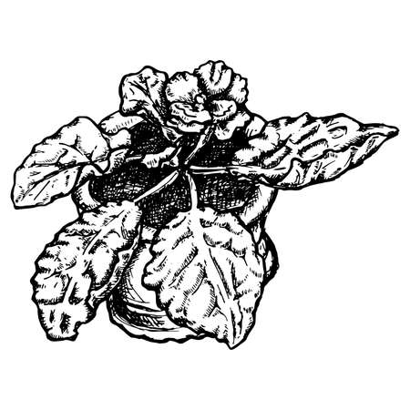 hand drawn indoor flower in a pot in doodle styleのイラスト素材