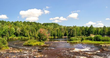 river in the forest