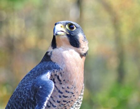 Peregrine Falcon の写真素材