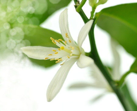 lemon tree flowerの写真素材