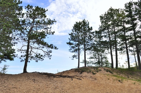 Pine trees on dunes の写真素材