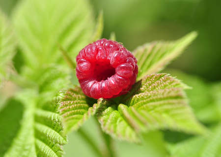fresh raspberryの写真素材