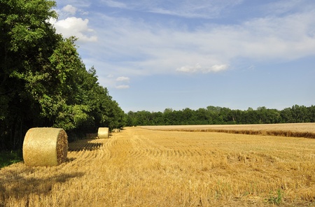Hay bails in a field 