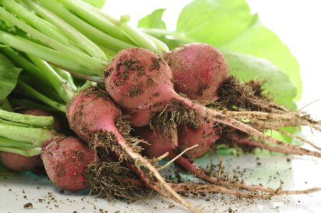 fresh radish from garden