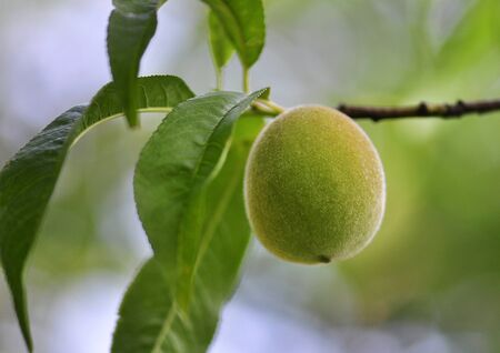 peach on the tree の写真素材