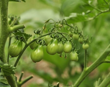 green tomatoes in the garden