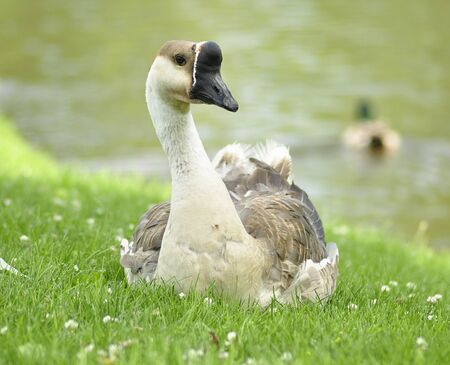 wild gooseの写真素材