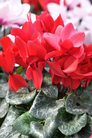 Red and pink cyclamen flowers for backgroundの写真素材