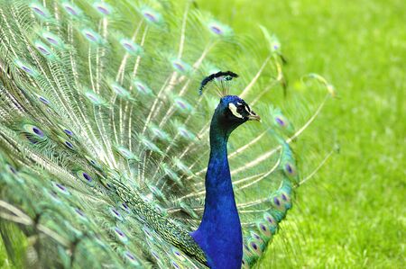 a peacockの写真素材