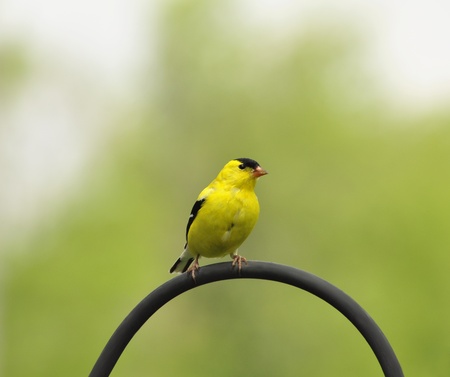 yellow birdの写真素材