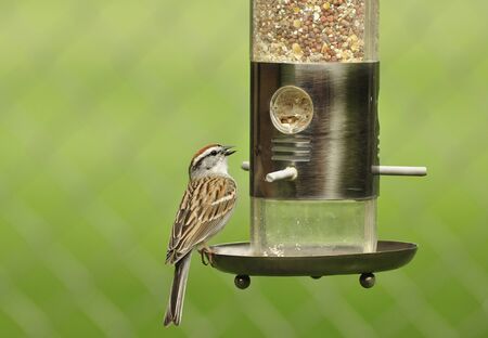 sparrowの写真素材