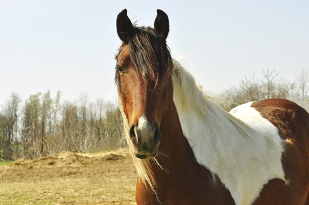 horseの写真素材