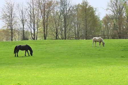 horsesの写真素材