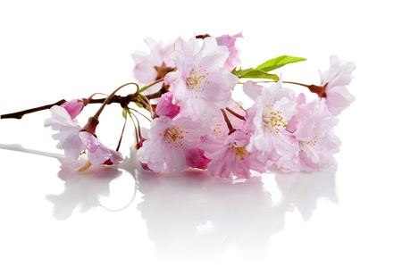 spring flowersの写真素材