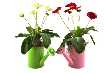 flowers in a watering canの写真素材