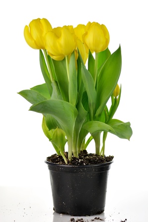 yellow tulips in a pot ready for plantingの写真素材