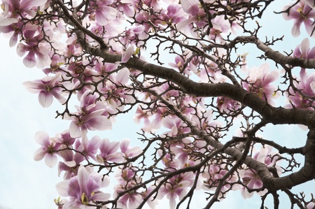 pink and white magnolia flowers on a treeの写真素材