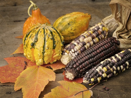 Indian Corn And Colorful 