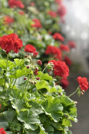 Red Garden Geranium Flowers , Close Up の写真素材