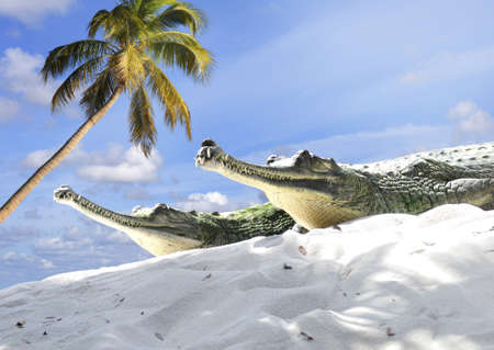 Indian Gharial Crocodiles On A Sandの写真素材