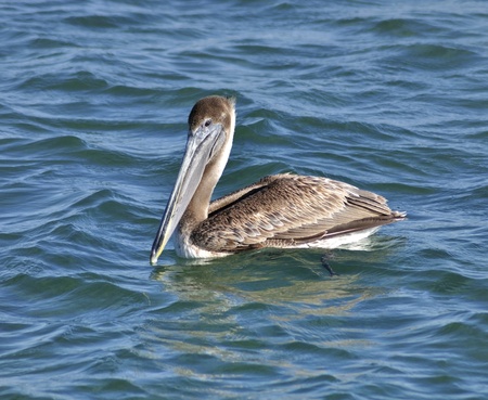 A Brown Pelican On Blue Sea Waterの写真素材