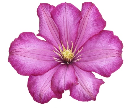 Purple Clematis Flower On White Background の写真素材