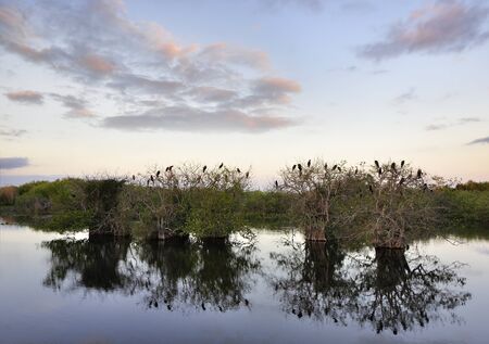River At Sunset And Birds Getting Ready To Sleep On The Treesの写真素材