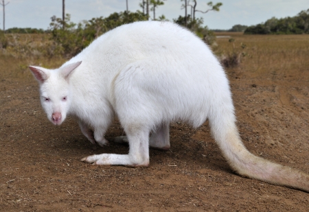 Albino Kangaroo ,Close Up Shotの写真素材