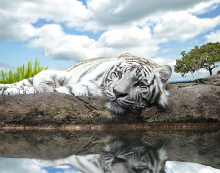 A White Tiger On A Rock By The Waterの写真素材