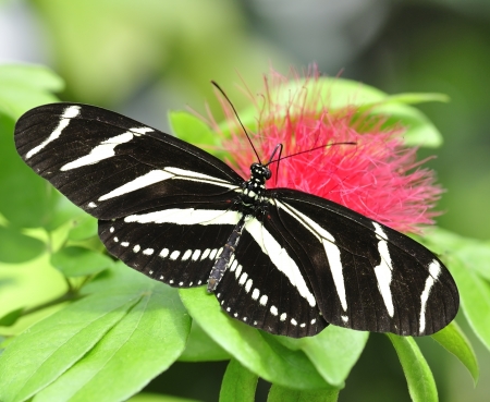 Zebra Longwing  Heliconius Charitonius  Butterfly の写真素材