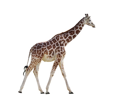 Giraffe Isolated On White Backgroundの写真素材