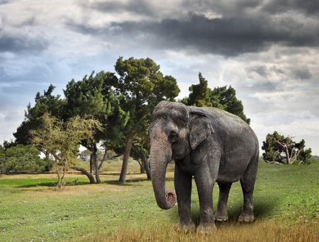 Asian Elephant Walking On Grassの写真素材
