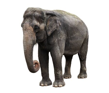 Asian Elephant Isolated On White Backgroundの写真素材