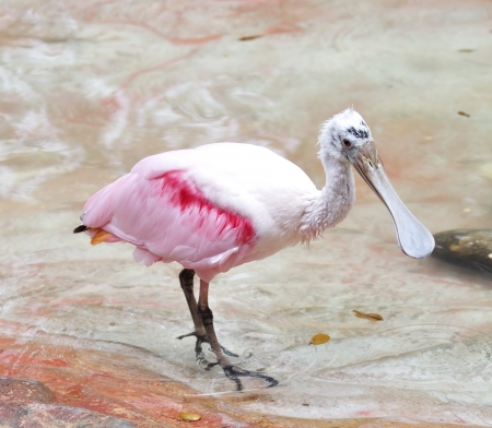 Roseate Spoonbill  Platalea ajaja  In Waterの写真素材