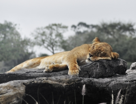 Female Lion Sleeping On The Rock の写真素材