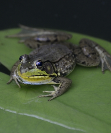 Common Water Frog ,Close Up