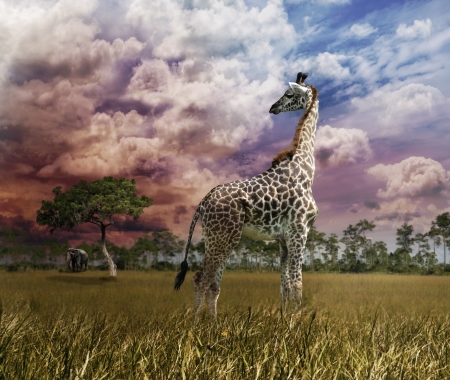 Young Giraffe Looking At Sunsetの写真素材