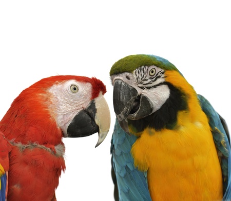 Two Colorful Parrots On White Background