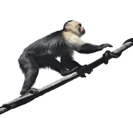  White Faced Capuchin Monkey On White Background
