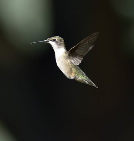 Hummingbird On A Dark Backgroundの写真素材