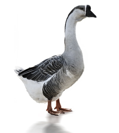 Swan Goose Anser Cygnoides On White Backgroundの写真素材